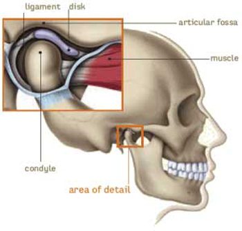 close up of temporomadibular joint